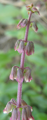 Orthosiphon schimperi