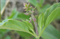 Orthosiphon schimperi