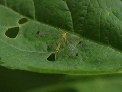 Hylobittacus apicalis