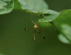 Hylobittacus apicalis