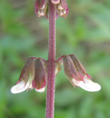 Orthosiphon schimperi