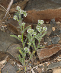 Cryptantha gracilis