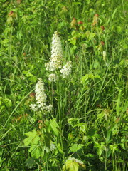 Stenanthium tennesseense