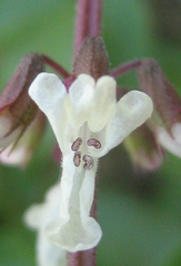 Orthosiphon schimperi