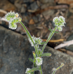 Cryptantha gracilis