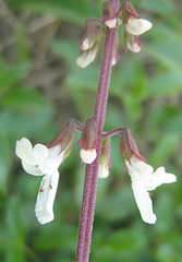Orthosiphon schimperi