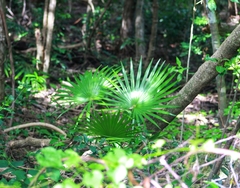 Acoelorraphe wrightii