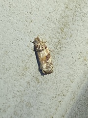 Argyrotaenia kimballi