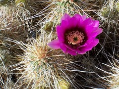 Echinocereus engelmannii engelmannii