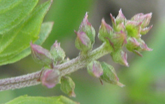 Orthosiphon schimperi