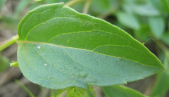 Orthosiphon schimperi