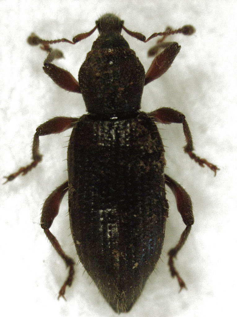 Listroderini