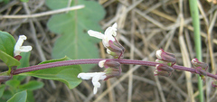Orthosiphon schimperi
