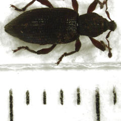 Gromilus exiguus