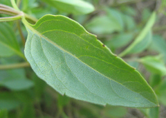 Orthosiphon schimperi