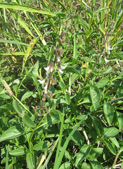Orthosiphon schimperi