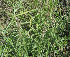 Orthosiphon schimperi