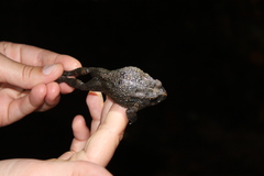 Sclerophrys pusilla