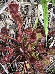 Drosera