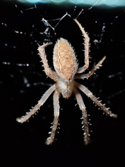 Larinia lineata