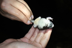 Sclerophrys pusilla