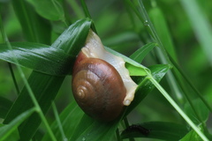 Quantula striata