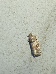 Argyrotaenia kimballi