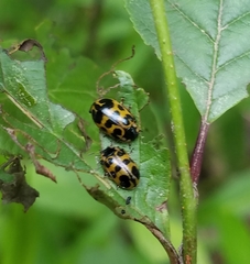Chrysomela interrupta