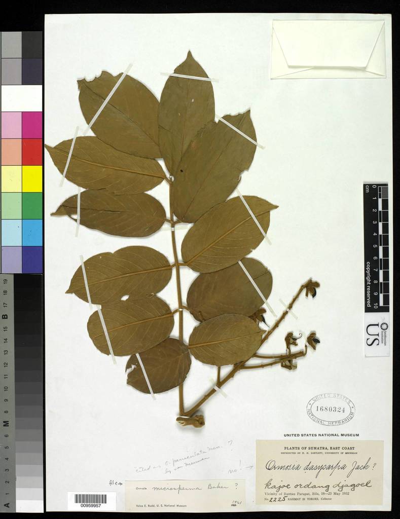 Ormosia sumatrana (Ormosia sumatrana)