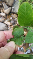 Chrysomela interrupta