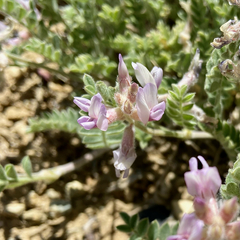 Astragalus andersonii
