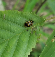 Chrysomela interrupta