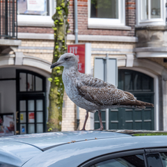 Larus argentatus