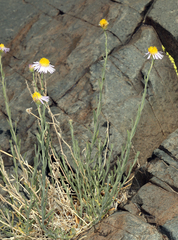 Erigeron breweri porphyreticus
