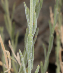 Erigeron breweri porphyreticus