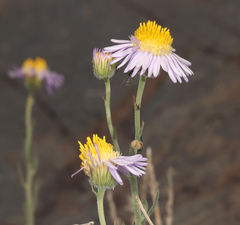 Erigeron breweri porphyreticus