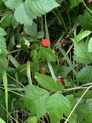 Rubus spectabilis