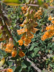 Lathyrus sulphureus
