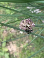 Tritoxa