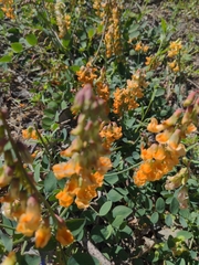 Lathyrus sulphureus