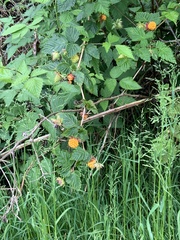 Rubus spectabilis
