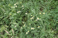 Tripleurospermum inodorum