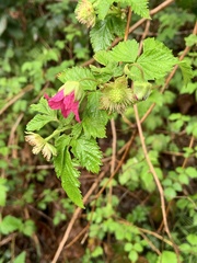 Rubus spectabilis