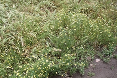 Tripleurospermum inodorum