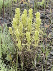 Castilleja lutescens