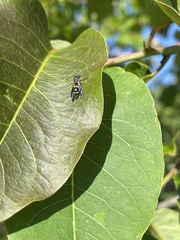 Parancistrocerus perennis