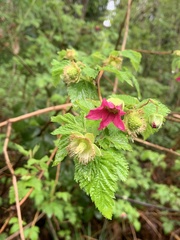 Rubus spectabilis
