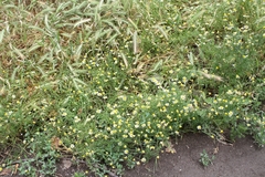 Tripleurospermum inodorum