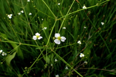 Alisma triviale