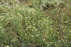 Tripleurospermum inodorum